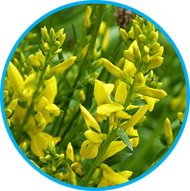 Venus Factor Ingredients