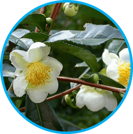 Venus Factor Ingredients